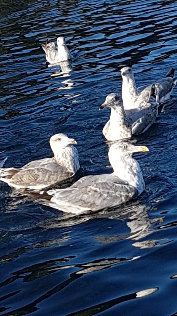 Bilde fra KVALSVIK VVS AS i Florø